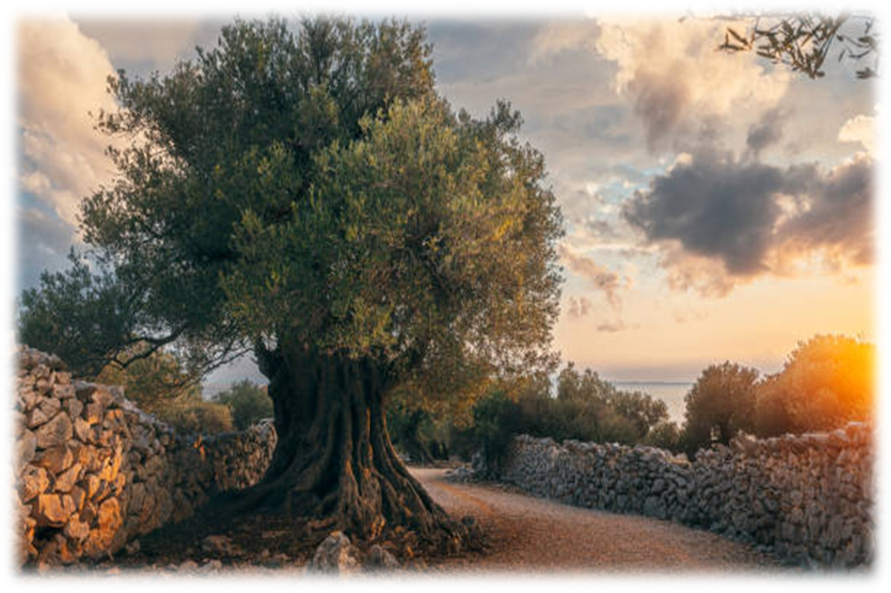 Anmeldung zum Chorprojekt "im Garten Gethsemane"